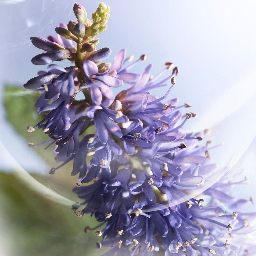 Lancôme Lancome La Vie Est Belle Iris Absolu 50 мл - Парфюмна Вода за Жени ТЕСТЕР 6