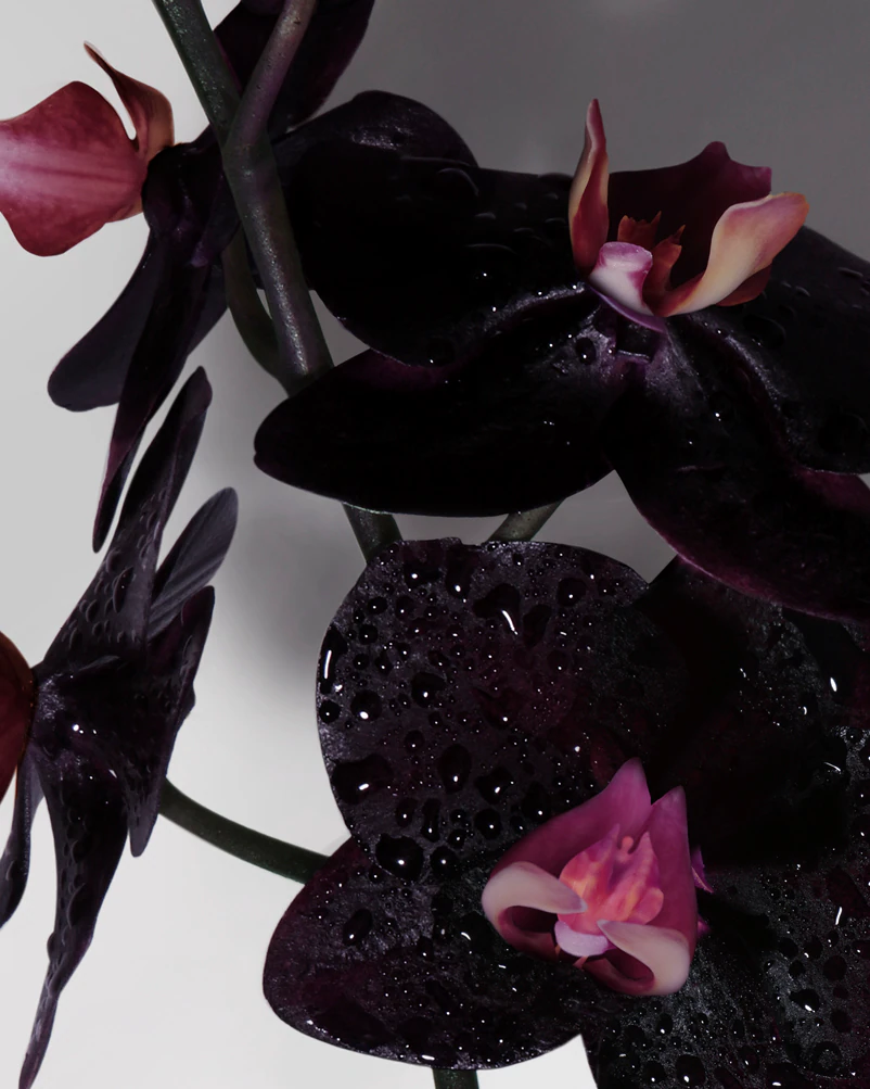 Tom Ford Tom Ford Black Orchid 50 мл - Парфюмна Вода за Жени 4
